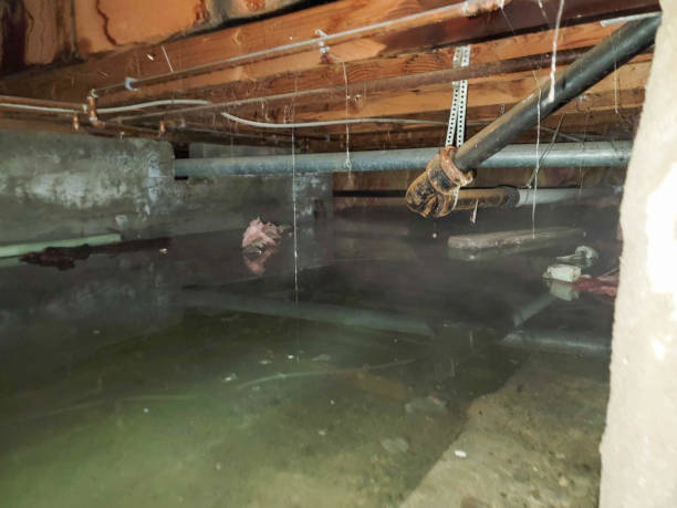 Best Professional water damage repair  in Mount Pleasant, TX