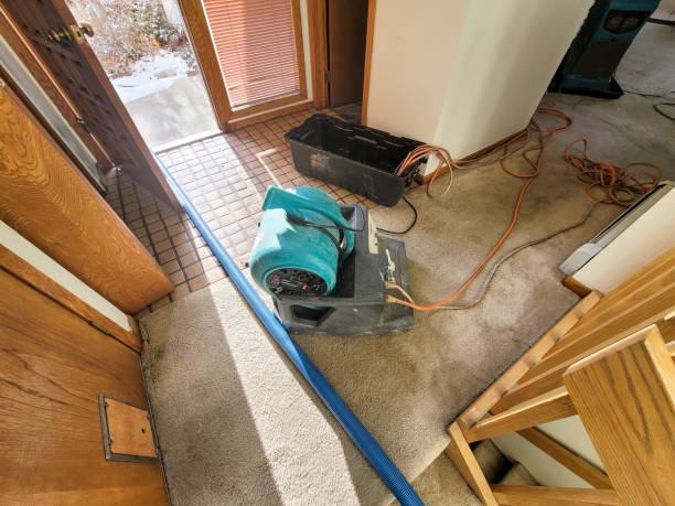 Best Mold removal after water damage  in Mount Pleasant, TX