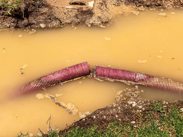 Best Water damage contractors near me  in Mount Pleasant, TX